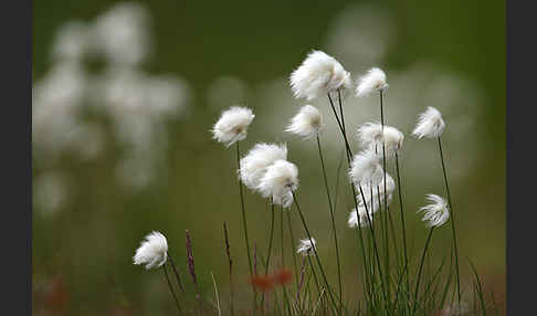 Scheuchzers Wollgras (Eriophorum scheuchzeri)