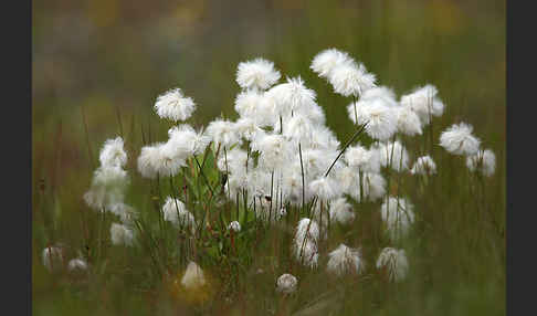 Scheuchzers Wollgras (Eriophorum scheuchzeri)