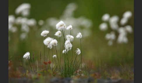 Scheuchzers Wollgras (Eriophorum scheuchzeri)