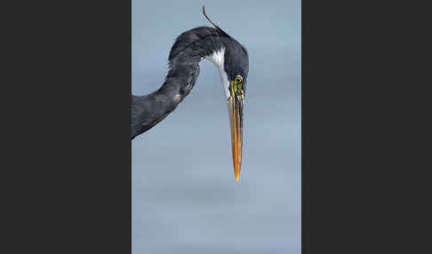 Küstenreiher (Egretta gularis gularis)