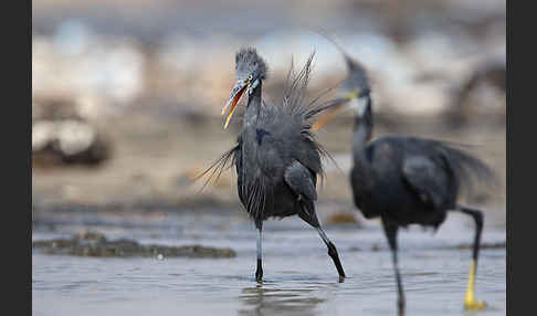 Küstenreiher (Egretta gularis gularis)