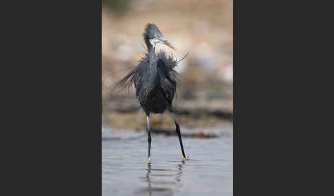 Küstenreiher (Egretta gularis gularis)