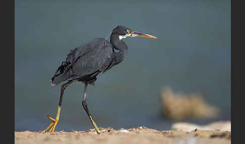 Küstenreiher (Egretta gularis gularis)