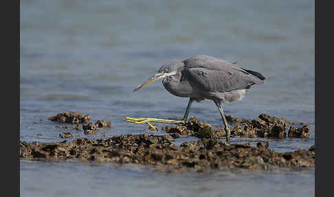 Küstenreiher (Egretta gularis gularis)