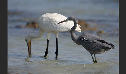 Küstenreiher (Egretta gularis gularis)