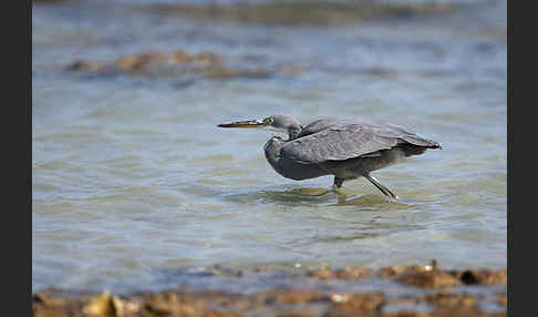 Küstenreiher (Egretta gularis gularis)