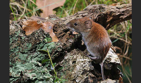 Rötelmaus (Clethrionomys glareolus)