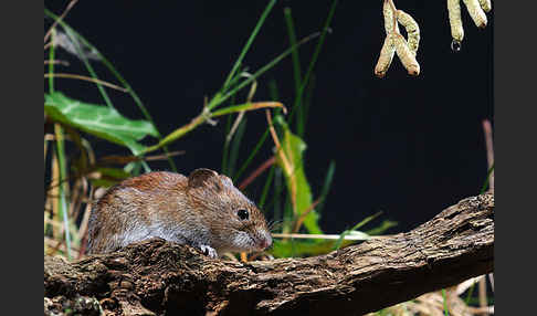 Rötelmaus (Clethrionomys glareolus)