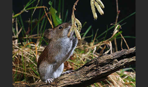 Rötelmaus (Clethrionomys glareolus)