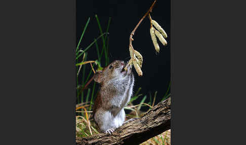 Rötelmaus (Clethrionomys glareolus)