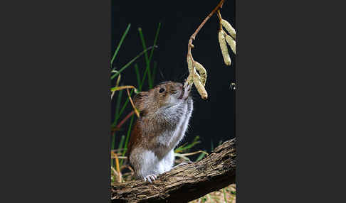 Rötelmaus (Clethrionomys glareolus)