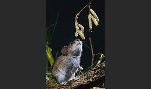 Rötelmaus (Clethrionomys glareolus)