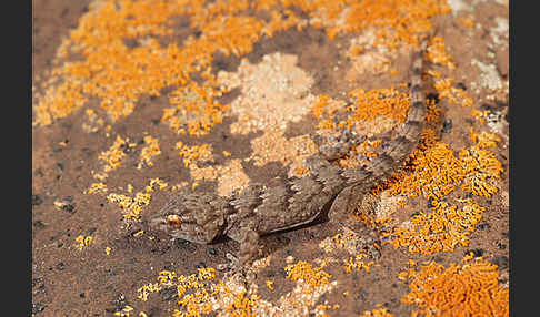 Kanarischer Mauergecko (Tarentola angustimentalis)