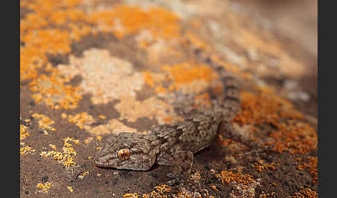 Kanarischer Mauergecko (Tarentola angustimentalis)