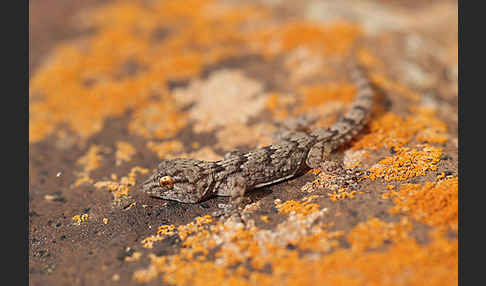 Kanarischer Mauergecko (Tarentola angustimentalis)