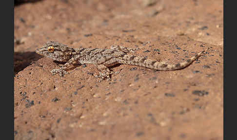 Kanarischer Mauergecko (Tarentola angustimentalis)