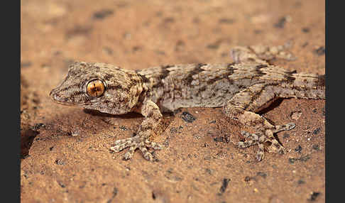 Kanarischer Mauergecko (Tarentola angustimentalis)