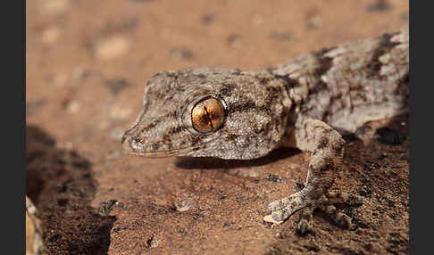 Kanarischer Mauergecko (Tarentola angustimentalis)