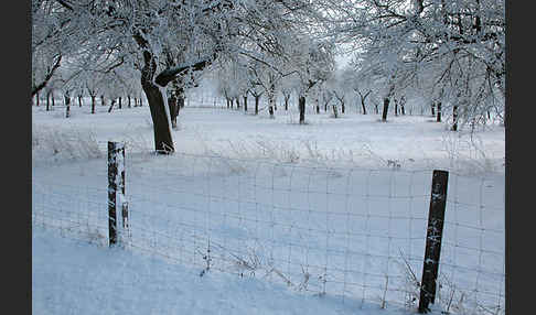 Streuobstwiese (meadow orchard)