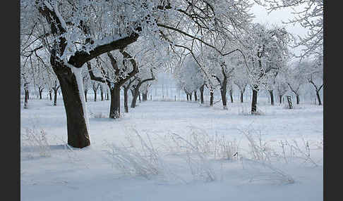 Streuobstwiese (meadow orchard)