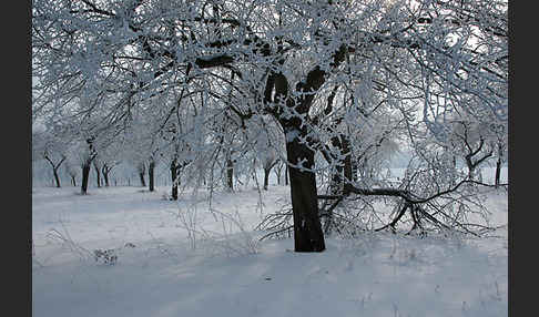 Streuobstwiese (meadow orchard)