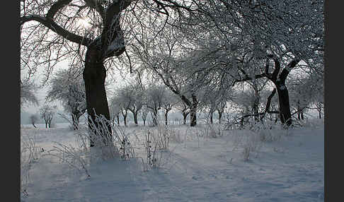 Streuobstwiese (meadow orchard)