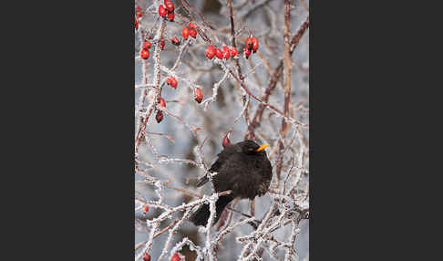 Amsel (Turdus merula)