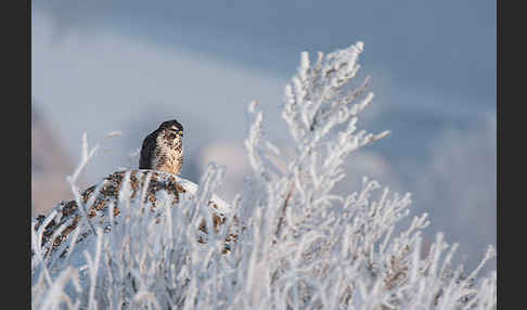 Mäusebussard (Buteo buteo)