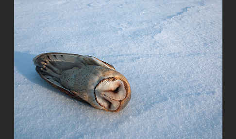 Schleiereule (Tyto alba)