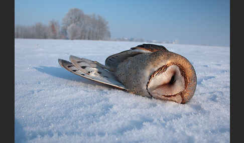 Schleiereule (Tyto alba)