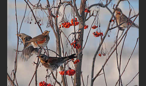 Rotdrossel (Turdus iliacus)