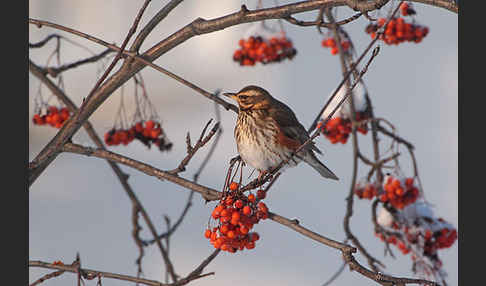 Rotdrossel (Turdus iliacus)