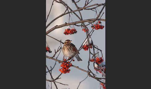 Rotdrossel (Turdus iliacus)