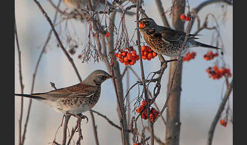 Wacholderdrossel (Turdus pilaris)