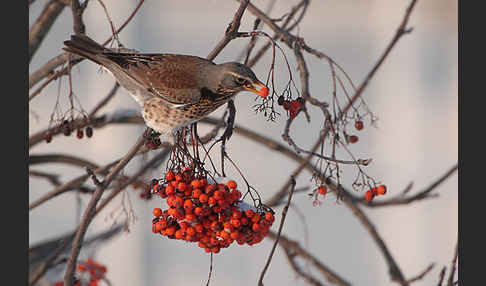 Wacholderdrossel (Turdus pilaris)