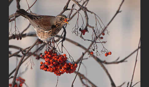 Wacholderdrossel (Turdus pilaris)