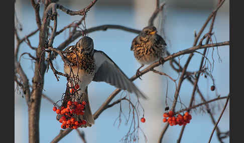 Wacholderdrossel (Turdus pilaris)