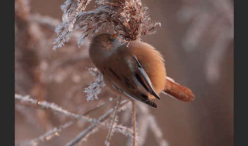 Bartmeise (Panurus biarmicus)