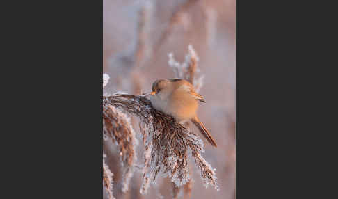 Bartmeise (Panurus biarmicus)