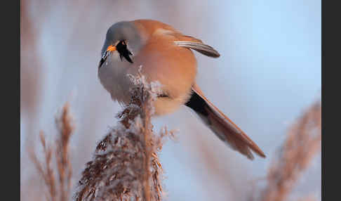 Bartmeise (Panurus biarmicus)