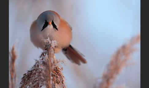 Bartmeise (Panurus biarmicus)