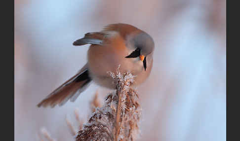 Bartmeise (Panurus biarmicus)