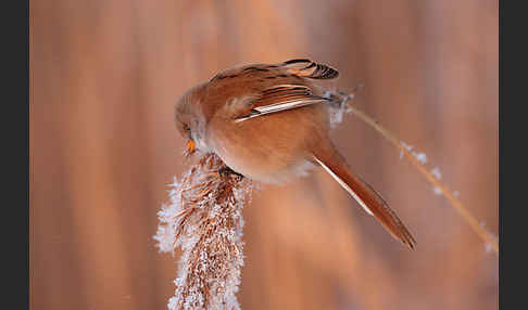 Bartmeise (Panurus biarmicus)