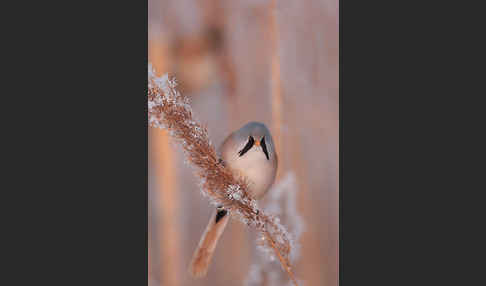 Bartmeise (Panurus biarmicus)