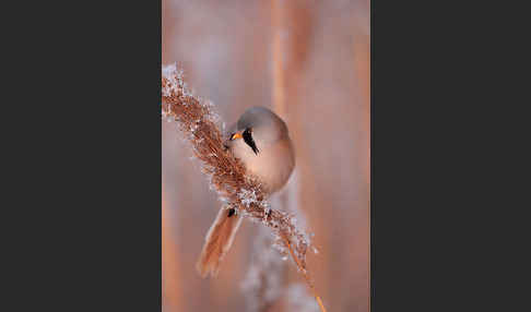 Bartmeise (Panurus biarmicus)