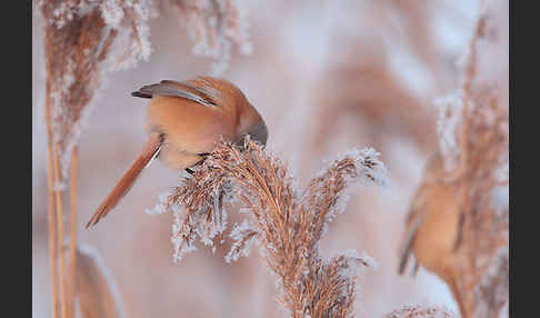 Bartmeise (Panurus biarmicus)