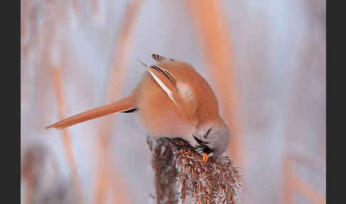 Bartmeise (Panurus biarmicus)