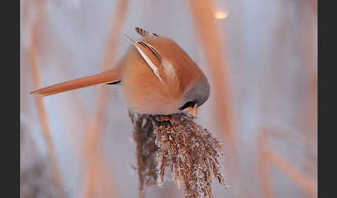 Bartmeise (Panurus biarmicus)