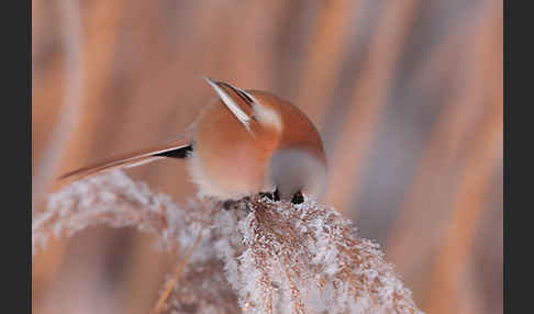 Bartmeise (Panurus biarmicus)