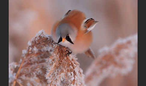 Bartmeise (Panurus biarmicus)